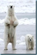Polar bear