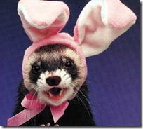 easter_ferret